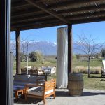 The Vines of Mendoza