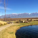 The Vines of Mendoza