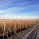 The Vines of Mendoza
