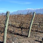 The Vines of Mendoza