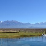 The Vines of Mendoza