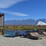 The Vines of Mendoza