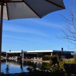 The Vines of Mendoza